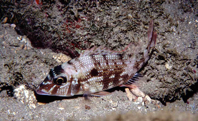 Lethrinus atlanticus